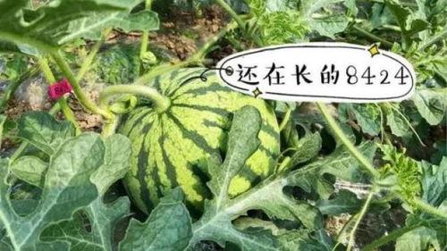 th501吃瓜,揭秘th501吃瓜背后的娱乐风云